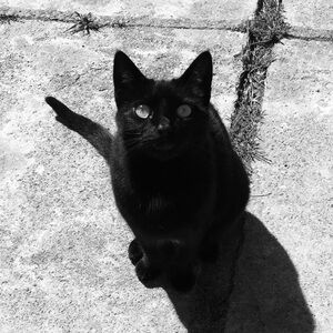 Meet your Posher, Scarlett